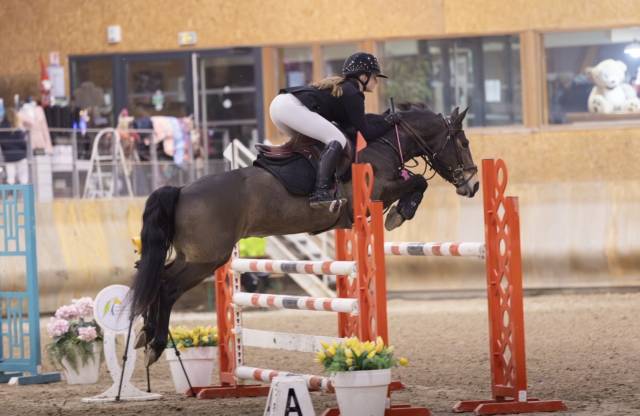 Merrie Franse rijpony PFS Te koop 2017 Donker bruin / bai