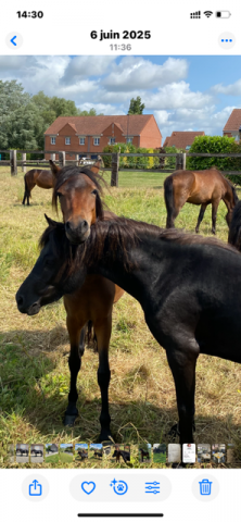 Merrie Dartmoor Te koop 2022 Zwart ,  Gid&eacute;on de la Malle DA