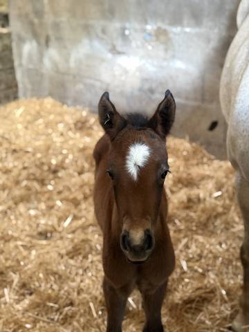 Veulen (vr) Franse rijpony PFS Te koop 2026 Donker bruin / bai ,  PAWNEE
