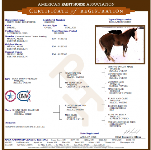 Veulen (ml) Paint Horse Te koop 2025 Zweetvos ,  ROCK SONNY VERSARY