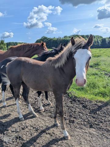 Veulen (ml) Paint Horse Te koop 2025 Zweetvos ,  ROCK SONNY VERSARY