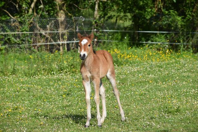 Veulen (ml) Franse rijpony PFS Te koop 2026 Donker bruin / bai