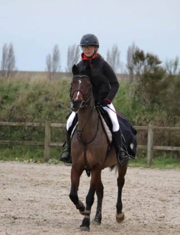 Merrie Franse rijpony PFS Te koop 2019 Donker bruin / bai