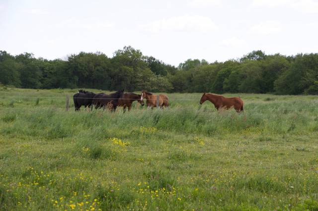 Paarden accommodatie Koop Maine-et-Loire