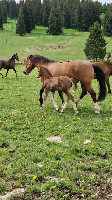 Veulen (vr) Franches-Montagnes  Te koop 2026 Vos ,  No Records.