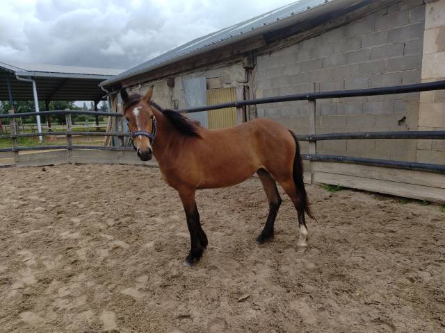 Merrie Franse rijpony PFS Te koop 2023 Donker bruin / bai ,  Virago d'Arquetan
