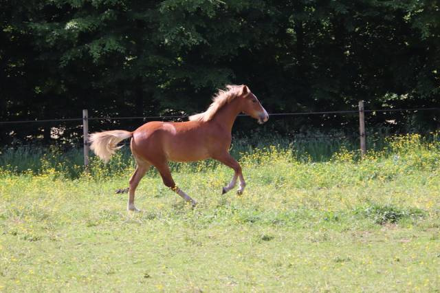 Veulen (vr) Franse rijpony PFS Te koop 2025 Vos ,  SALAM DU ROC