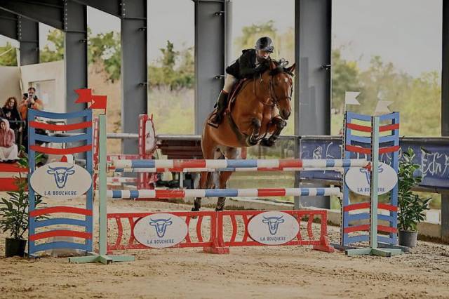 Merrie Franse rijpony PFS Te leen 2013 Donker bruin / bai