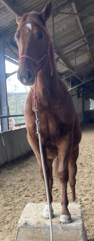 Veulen (vr) Bekend ras Te koop 2022 Vos ,  Flash Little Pine