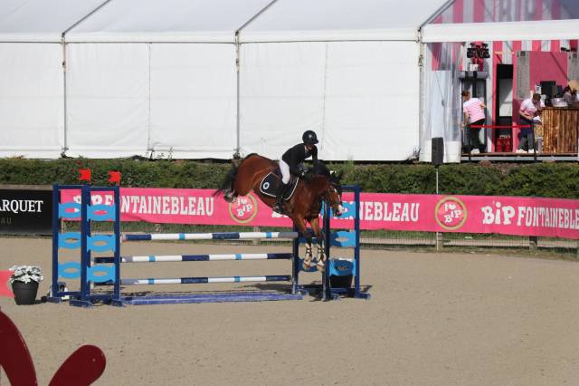 Ruin Franse rijpony PFS Te koop 2019 Donker bruin / bai ,  MOVIE STAR TILIA
