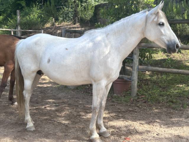 Merrie PRE Puur Ras Spaans Te koop 2015 Schimmel ,  GRACIOSO DI
