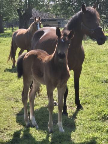 Hengst Franse rijpony PFS Te koop 2026 Donker bruin / bai