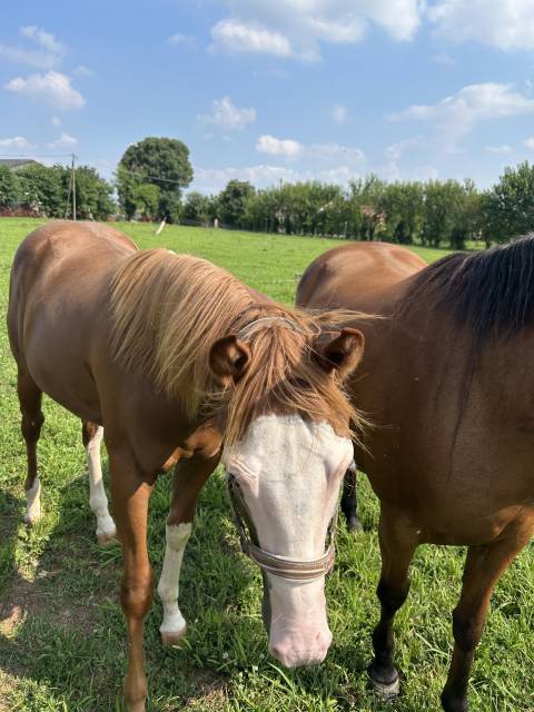 Hengst Paint Horse Te koop 2024 Vos