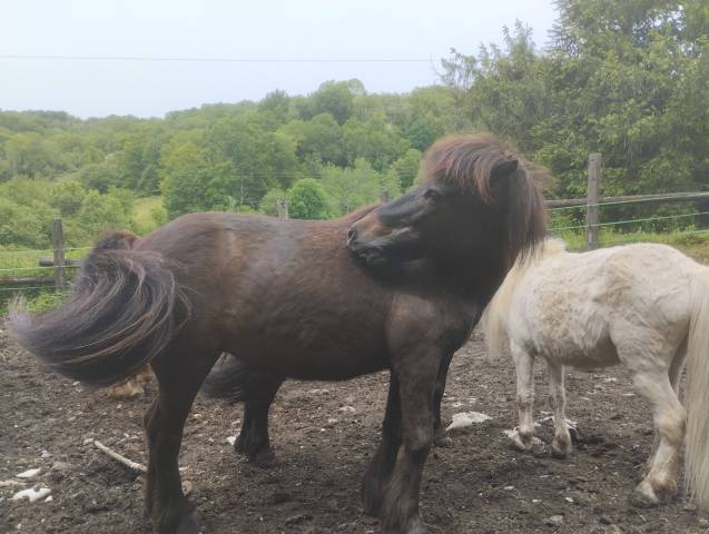 Merrie Shetland Te koop 2009 Bruin / Bai