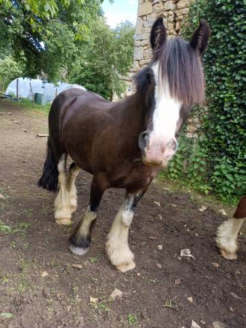 Ruin Andere pony rassen Te koop 2021 Zwart