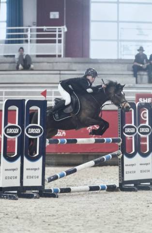 Merrie Franse rijpony PFS Te koop 2020 Bruin / Bai