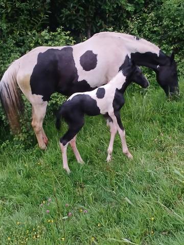 Veulen (ml) Onbekend paarden ras Te koop 2026 Bont