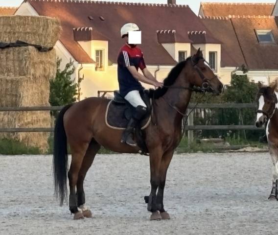 Ruin Volbloed Te koop 2021 Donker bruin / bai ,  LAW DEPUTY (IE), PS