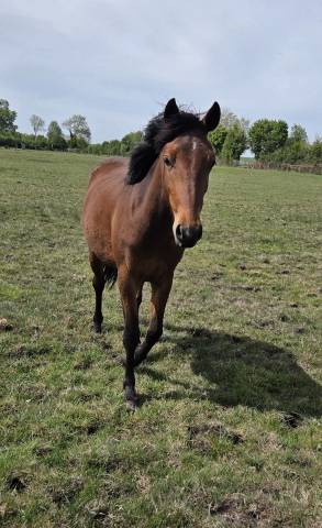 Merrie New Forest Te koop 2024 Donker bruin / bai ,  L'ancelot du m&eacute;nage