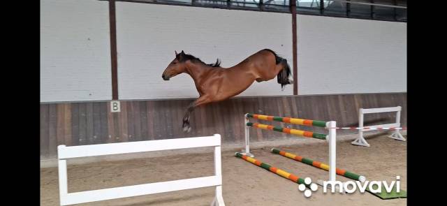 Top quality 4 yo gelding by Grandorado TN 