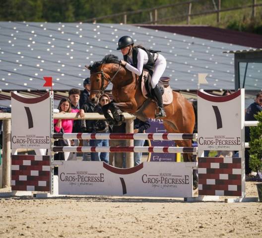 Ruin Franse rijpony PFS Te koop 2020 Donker bruin / bai