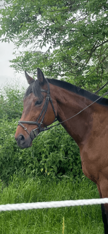 Ruin Volbloed Te koop 2016 Bruin / Bai