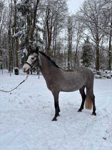 Ruin Connemara Te koop 2022 Schimmel ,  MEELICKS SMOKEY