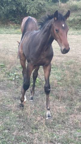 Veulen (ml) Selle Fran&ccedil;ais Te koop 2026 Donker bruin / bai ,  Dartagnan de Beliard 