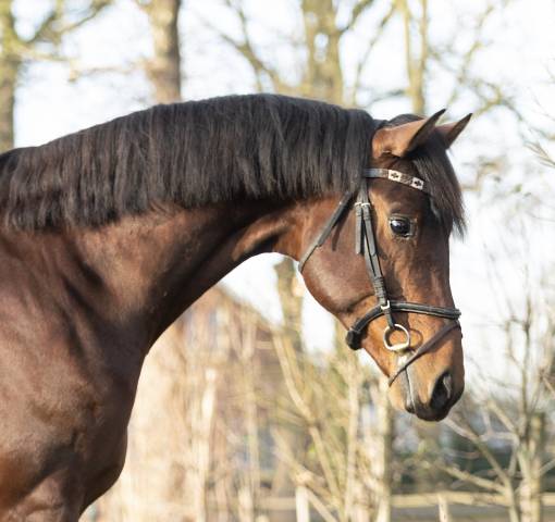 Super brave 4 jarige Next Romancier x Valdez
