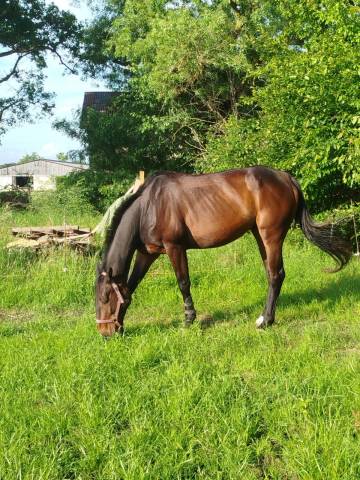 Ruin Franse draver  Te koop 2016 Bruin / Bai