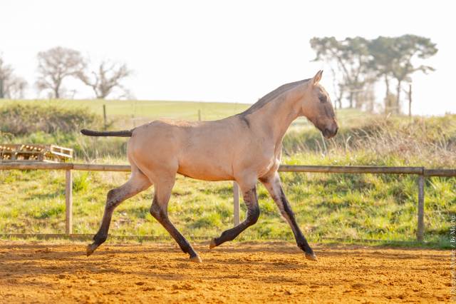 Veulen (ml) Lusitano Te koop 2025 Wildkleur