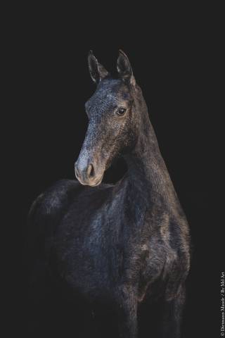 Veulen (vr) Lusitano Te koop 2025 Schimmel