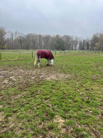 Ruin BWP Belgisch volbloed Te koop 2020 Wit ,  H-Ekwador