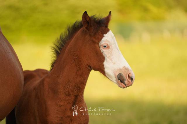 Veulen (ml) Belgische pony Te koop 2025 Donker bruin / bai