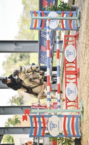 Ruin Welsh Partbred Te koop 2019 Schimmel