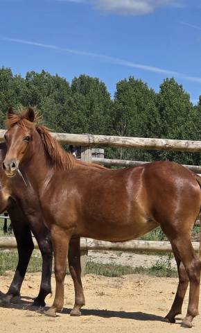 Veulen (vr) New Forest Te koop 2025 Vos ,  L'ancelot du m&eacute;nage
