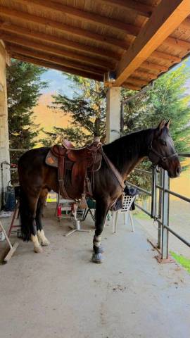Emerson  - Quarter Horse 2017