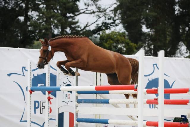 Merrie Franse rijpony PFS Te koop 2021 Vos ,  OPIUM DE TALMA