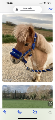 Hengst Shetland Delen 2016 Cr&egrave;me