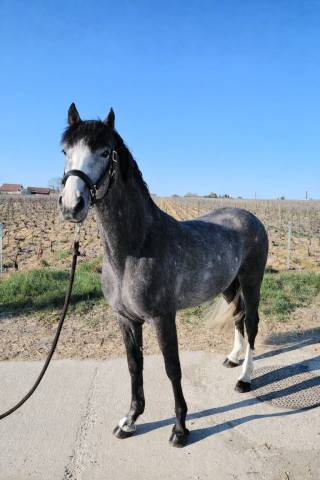 Hengst Franse rijpony PFS Te koop 2023 Schimmel