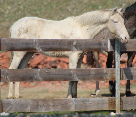 Ruin PRE Puur Ras Spaans Te koop 2025 Cremello