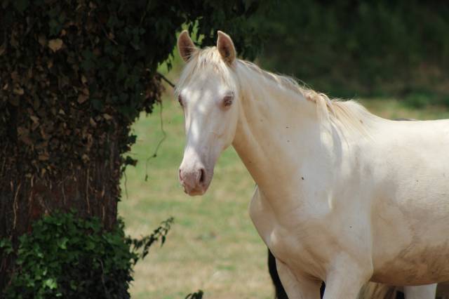 Ruin PRE Puur Ras Spaans Te koop 2025 Cremello