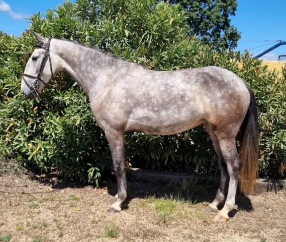 Merrie Lusitano Te koop 2022 Schimmel