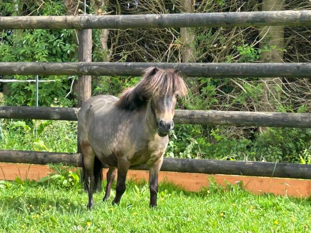 Merrie Ras onbekend Te koop 2017 Isabel