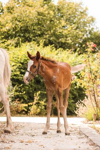 Hengst Welsh Partbred Te koop 2026 Vos