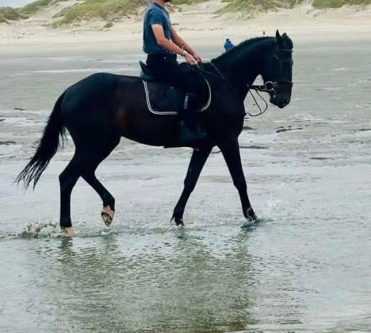 Ruin Franse draver  Te koop 2020 Donker bruin / bai