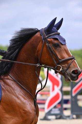Ruin Belgisch sportpaard Te koop 2020 Donker bruin / bai