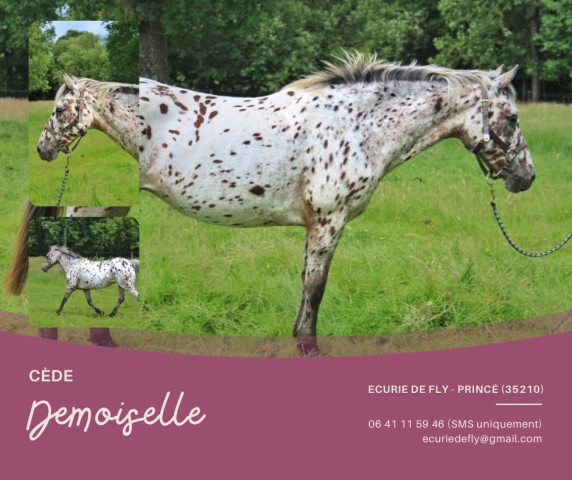 Merrie Ras onbekend Te koop 2013 Appaloosa
