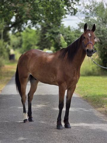 Ruin Franse draver  Te koop 2021 Donker bruin / bai