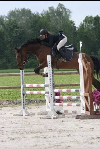 Merrie Zangersheide Te koop 2010 Donker bruin / bai